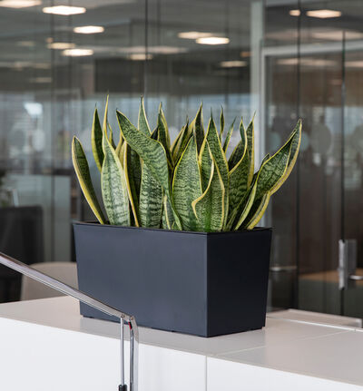 Urbi potte avlang sort 20 cm Urbi potte avlang sort 20 cm